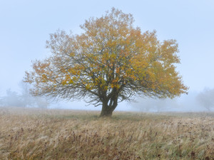 Autumn Meadow