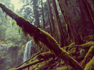 The Emerald Forest II
