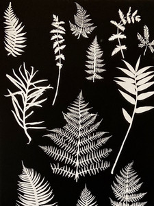 West Coast Ferns