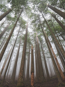Mt Hood Forest in Fog