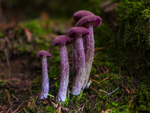 Purple Family