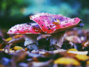 Amanita Muscaria