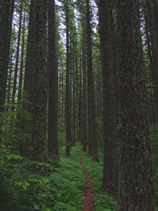 Green Path