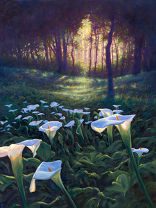 Calla Lilies​​​​