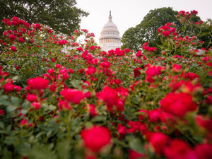 Capitol Roses