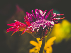 Saturated Sunflower