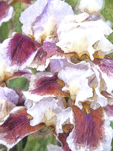 Painted Iris