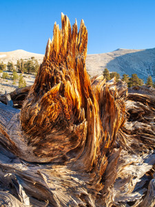 Ancient Bristlecone Pine Study #3