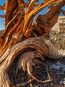 Ancient Bristlecone Pine Study #6