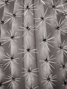 Cactus​​​​​​