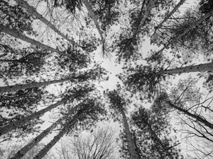 Forest in Black and White