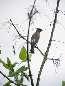 Cedar Waxwing