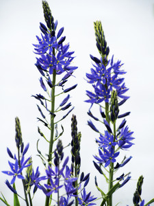 Natural Boquette of purple flowers