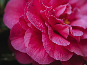 Red Rose​​​​​​​​