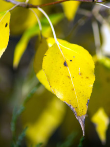 Fall's Calling Card