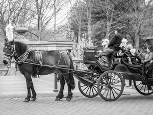 Horse drawn carriage