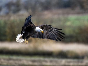 Eagle Looking for fish
