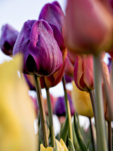 Multi Colors of Tulips