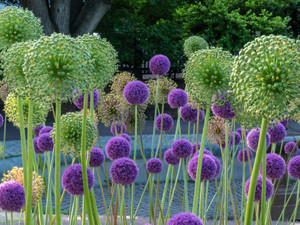 Alliium, Boston Public Garden