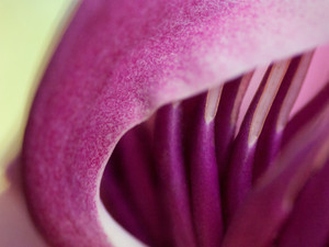 Magnolia​​​​​​​​​​​​​​