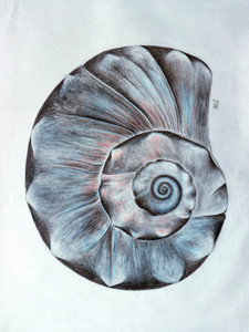 The First Seashell