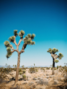Pair of Joshua Trees