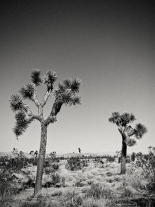 Pair of Joshua Trees in B&W
