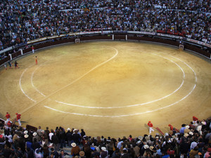 bullfight
