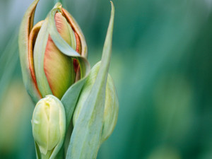 Tulip Cluster