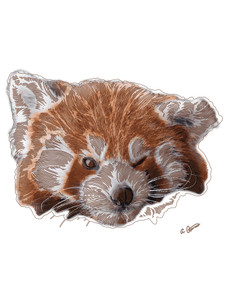 Sleepy Red Panda