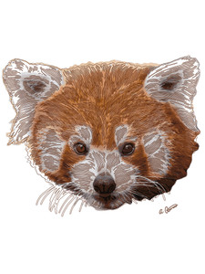 Inquisitive Red Panda