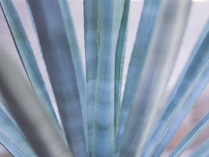 Agave Plant