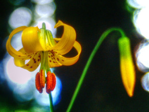 Forest Lily