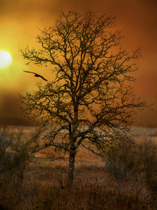Early Morning​​​​