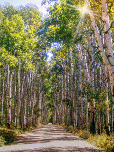 Aspen Glow​