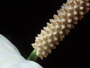 Calla​