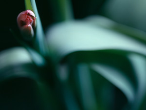 Tulip X