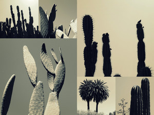 Cactus Garden​​