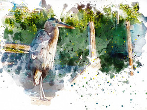 Bird 8375