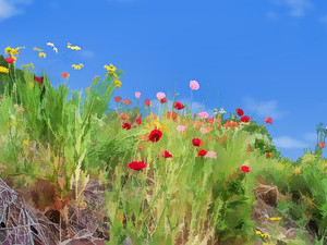 Field of Poppies​​​​​​​