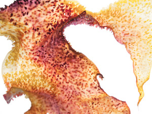 Algae 0918