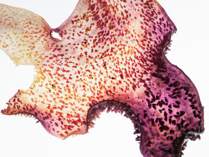 Algae 0916