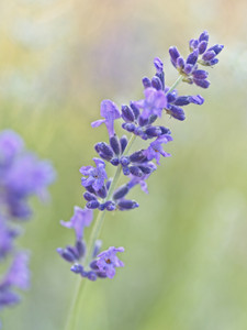 Lavender​​​​