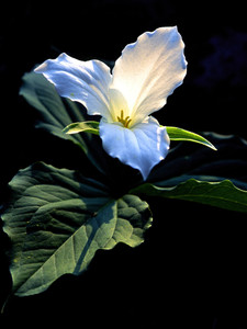 White Trillium