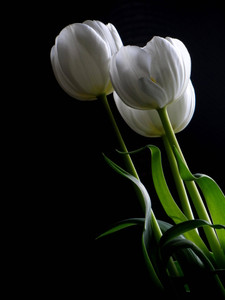 Tulips​​​​​