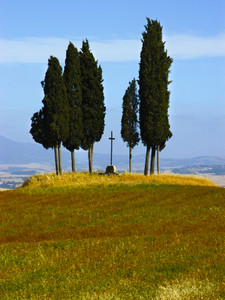 Tuscan Cypress Trees, San Quirico d'Orcia, Italy