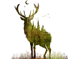Forest Deer