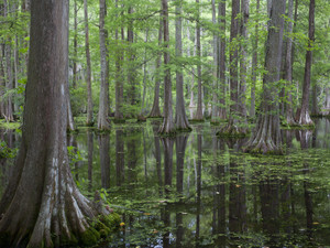 Cypress
