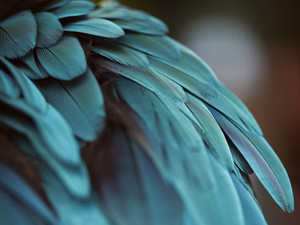 Blue Feathers #3