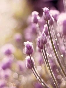 Chives